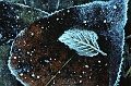 feuilles gelees2